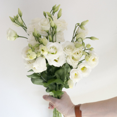 Lisianthus