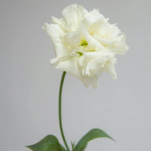Lisianthus