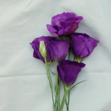 Lisianthus