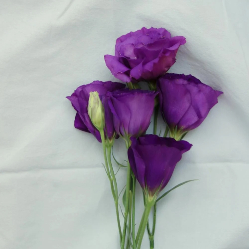 Lisianthus