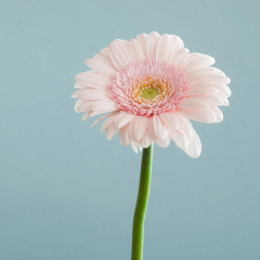 Gerbera