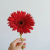 Gerbera