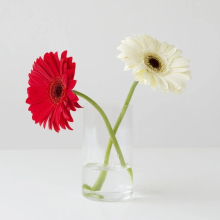 Gerbera