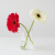 Gerbera