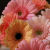 Gerbera