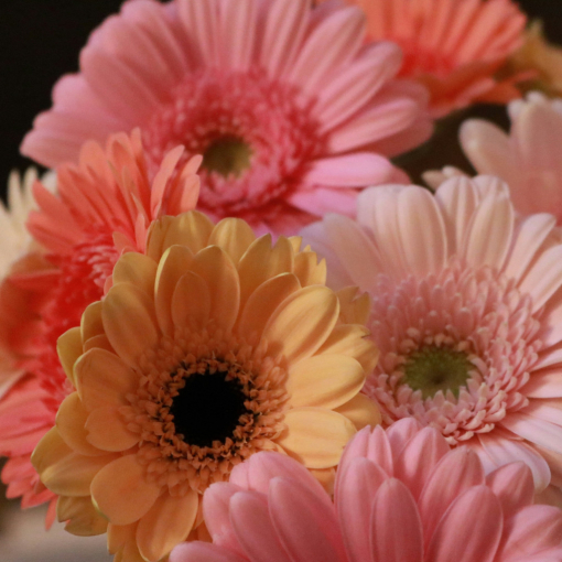 Gerbera