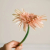 Gerbera