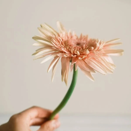 Gerbera