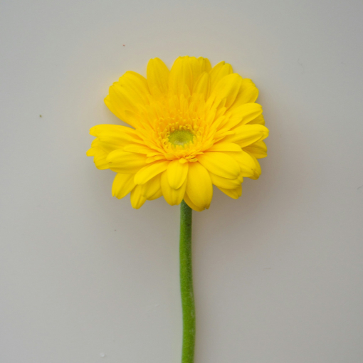 Gerbera