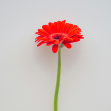 Gerbera