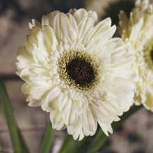 Gerbera