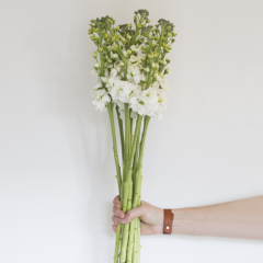 Matthiola: Nyári Viola