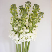 Matthiola: Nyári Viola