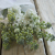 Matthiola: Nyári Viola