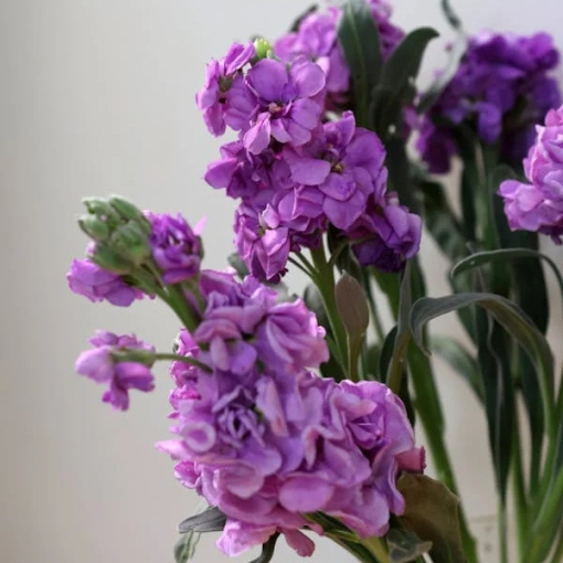 Matthiola: Nyári Viola