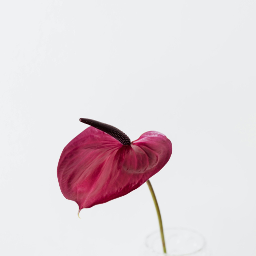 Anthurium:Flamingóvirág