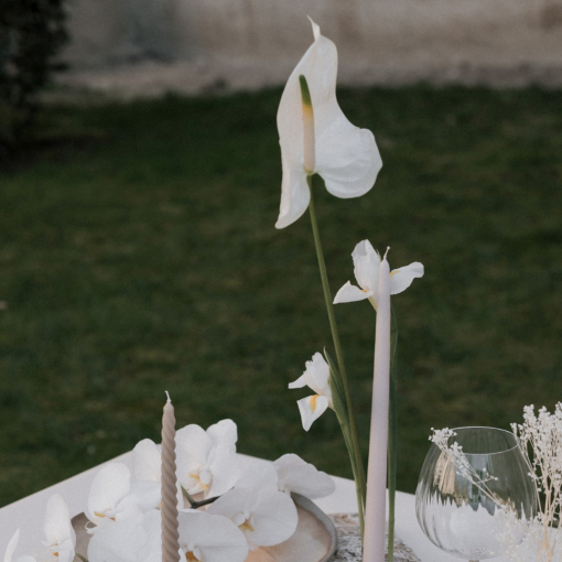 Anthurium:Flamingóvirág