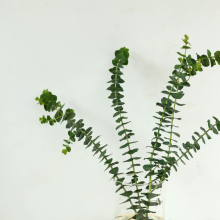 Eucalyptus Baby Blue