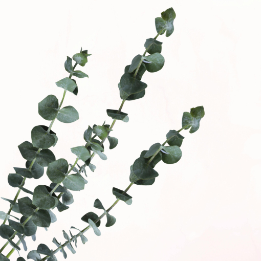 Eucalyptus Baby Blue