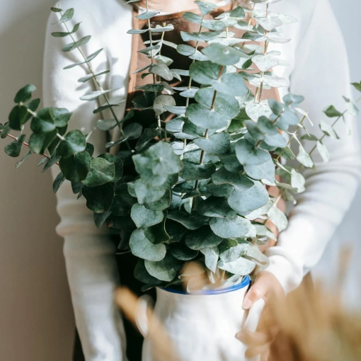 Eucalyptus Baby Blue