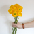 Ranunculus