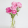 Peony:Bazsarózsa