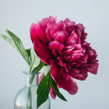 Peony:Bazsarózsa
