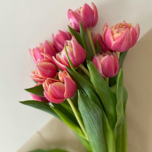 Tulipán csokor